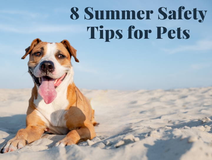 8 Summer Safety Tips for Pets