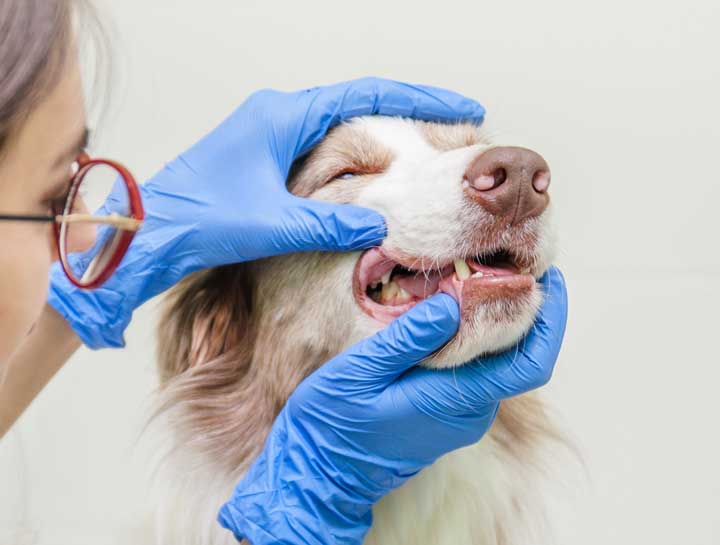 February is Pet Dental Health Month…but why isn’t it year round?