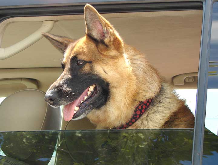 Tips for Road Trip Travel with your Pets