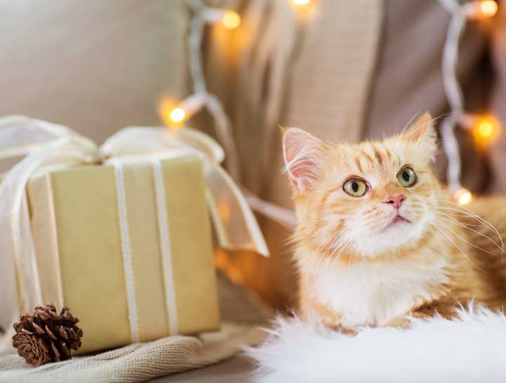 Dangers for Pets Around the Holidays